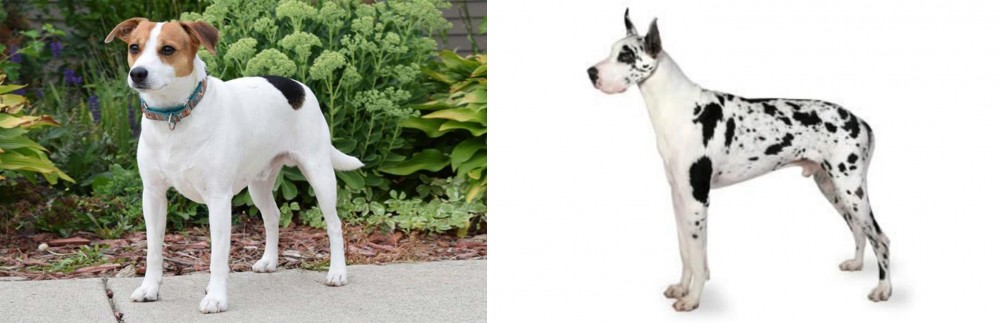 Great Dane vs Danish Swedish Farmdog - Breed Comparison