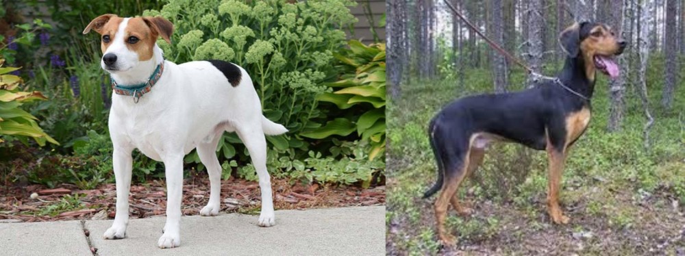 Greek Harehound vs Danish Swedish Farmdog - Breed Comparison