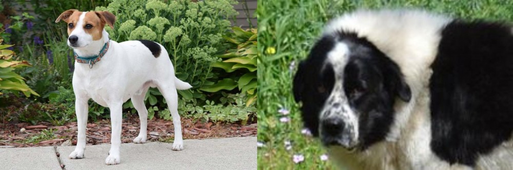 Greek Sheepdog vs Danish Swedish Farmdog - Breed Comparison