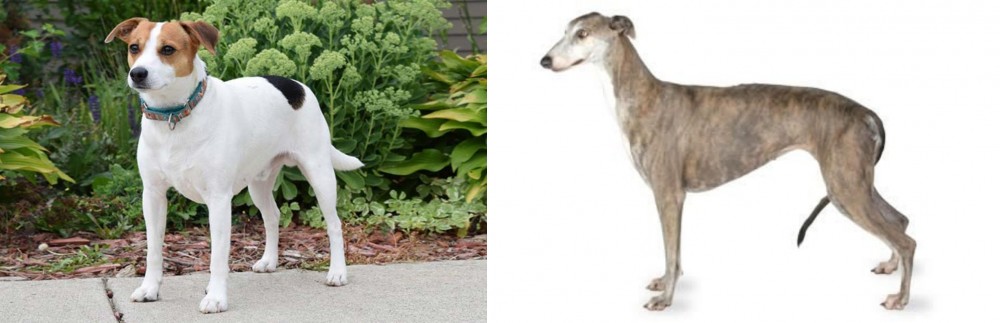Greyhound vs Danish Swedish Farmdog - Breed Comparison