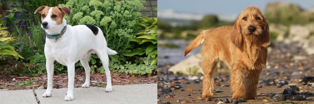 Griffon Fauve de Bretagne vs Danish Swedish Farmdog - Breed Comparison