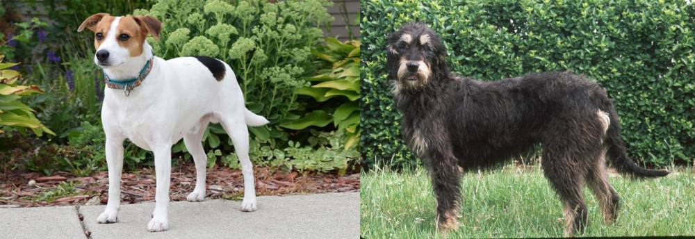 Griffon Nivernais vs Danish Swedish Farmdog - Breed Comparison