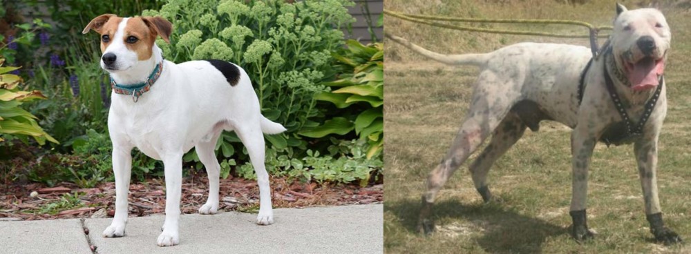 Gull Dong vs Danish Swedish Farmdog - Breed Comparison