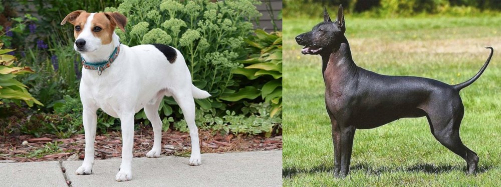 Hairless Khala vs Danish Swedish Farmdog - Breed Comparison