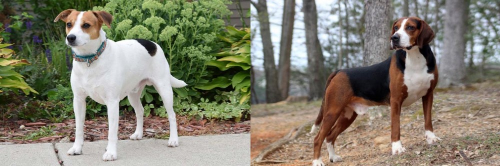 Hamiltonstovare vs Danish Swedish Farmdog - Breed Comparison