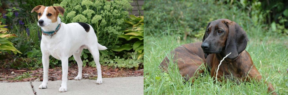 Hanover Hound vs Danish Swedish Farmdog - Breed Comparison