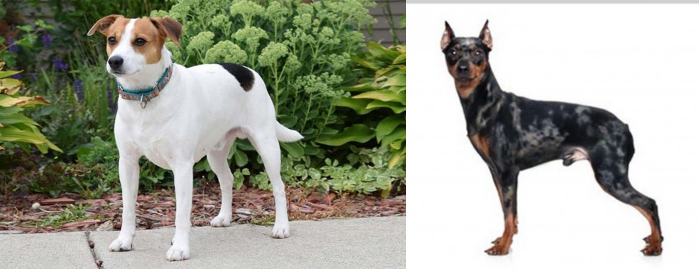 Harlequin Pinscher vs Danish Swedish Farmdog - Breed Comparison