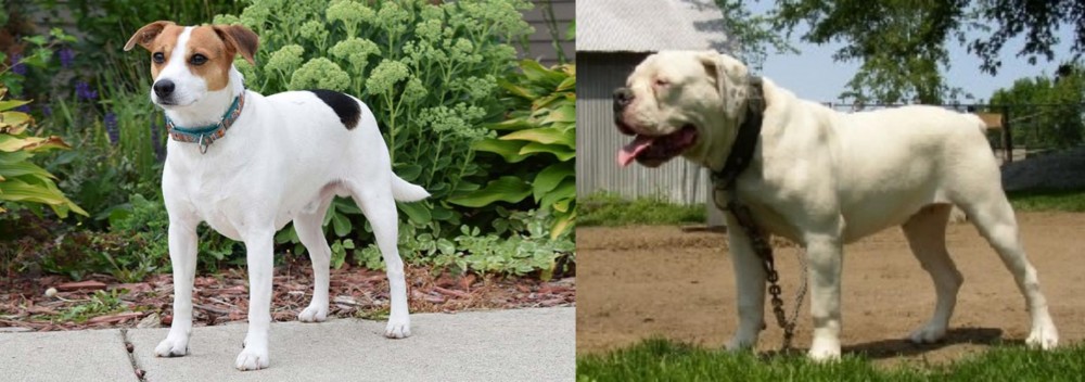 Hermes Bulldogge vs Danish Swedish Farmdog - Breed Comparison