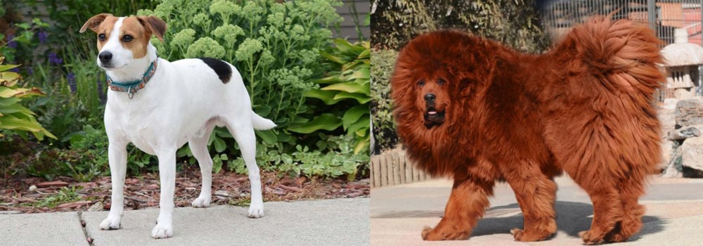 Himalayan Mastiff vs Danish Swedish Farmdog - Breed Comparison