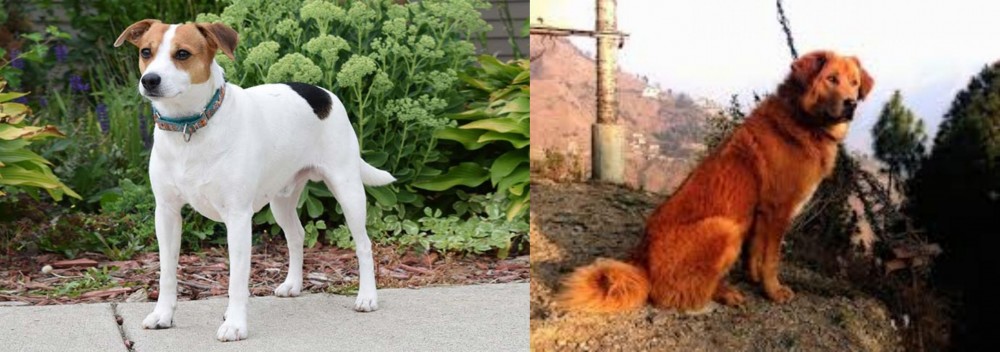 Himalayan Sheepdog vs Danish Swedish Farmdog - Breed Comparison