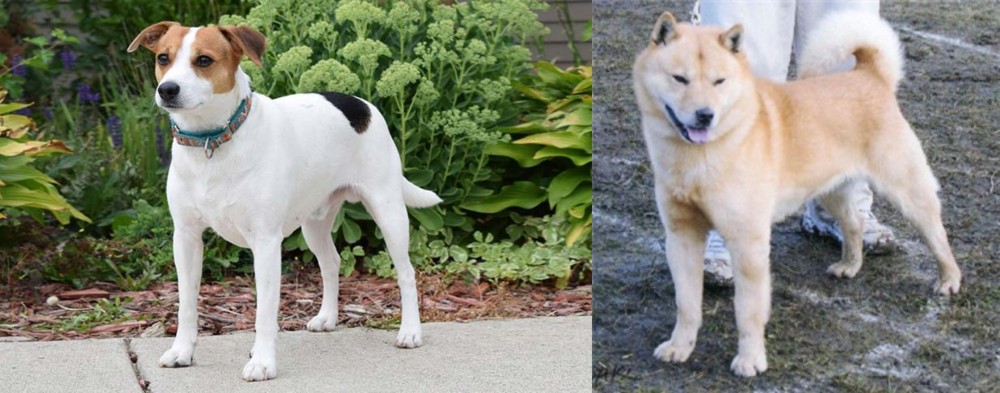 Hokkaido vs Danish Swedish Farmdog - Breed Comparison