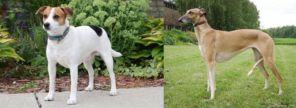 Hortaya Borzaya vs Danish Swedish Farmdog - Breed Comparison