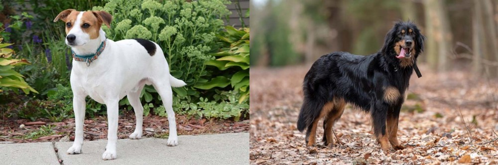 Hovawart vs Danish Swedish Farmdog - Breed Comparison