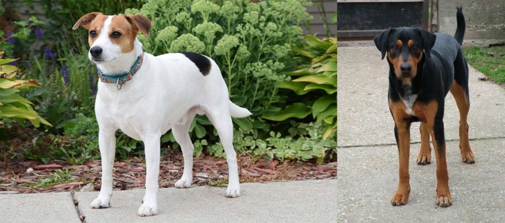 Hungarian Hound vs Danish Swedish Farmdog - Breed Comparison