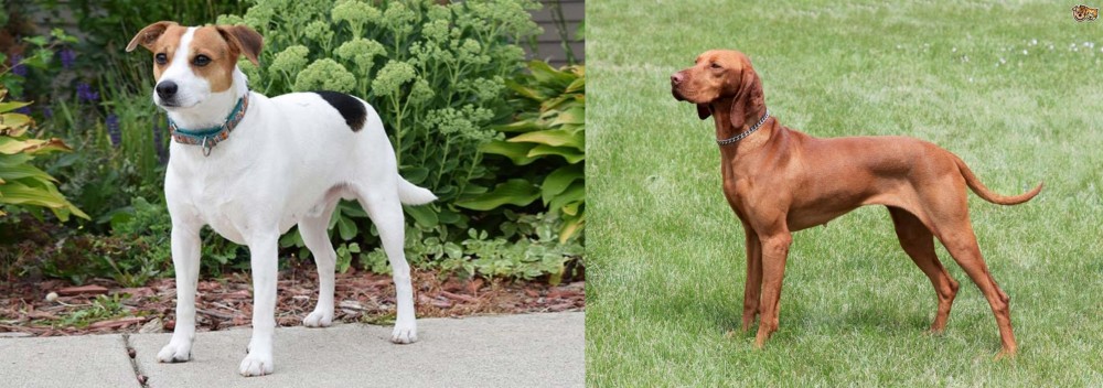 Hungarian Vizsla vs Danish Swedish Farmdog - Breed Comparison