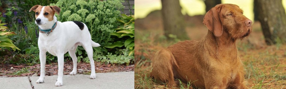 Hungarian Wirehaired Vizsla vs Danish Swedish Farmdog - Breed Comparison
