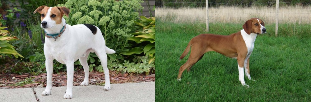 Hygenhund vs Danish Swedish Farmdog - Breed Comparison