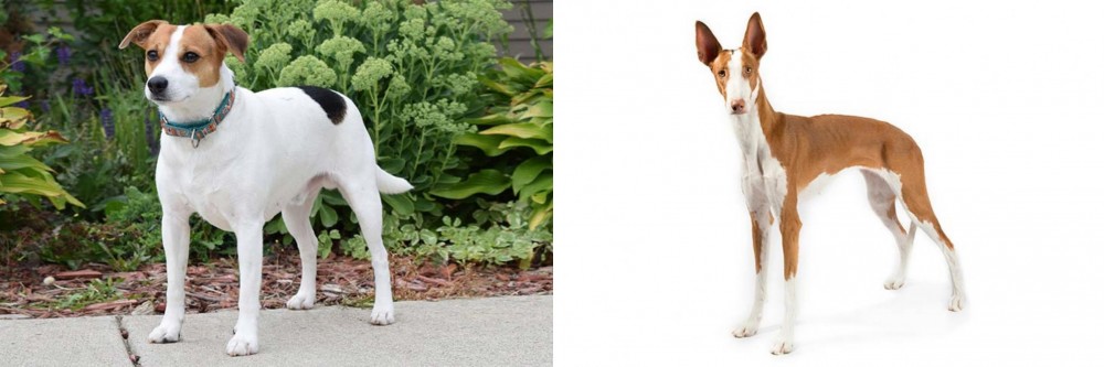 Ibizan Hound vs Danish Swedish Farmdog - Breed Comparison