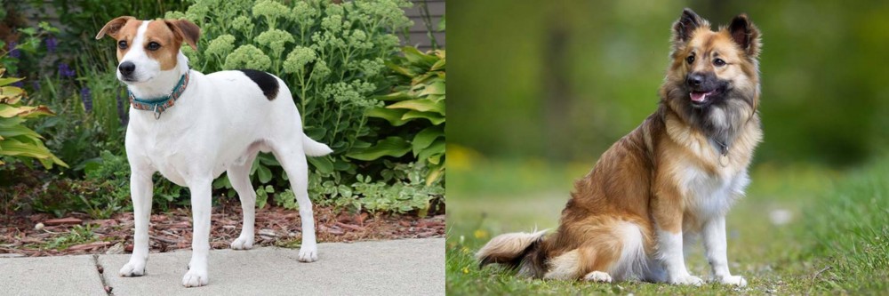 Icelandic Sheepdog vs Danish Swedish Farmdog - Breed Comparison