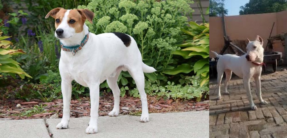 Indian Bull Terrier vs Danish Swedish Farmdog - Breed Comparison