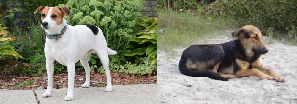 Indian Pariah Dog vs Danish Swedish Farmdog - Breed Comparison