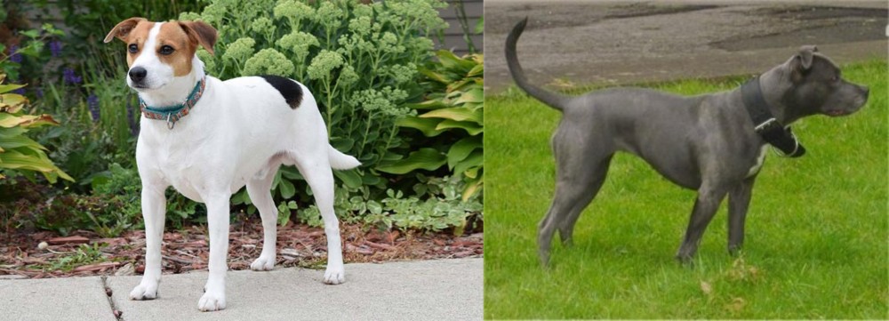 Irish Bull Terrier vs Danish Swedish Farmdog - Breed Comparison