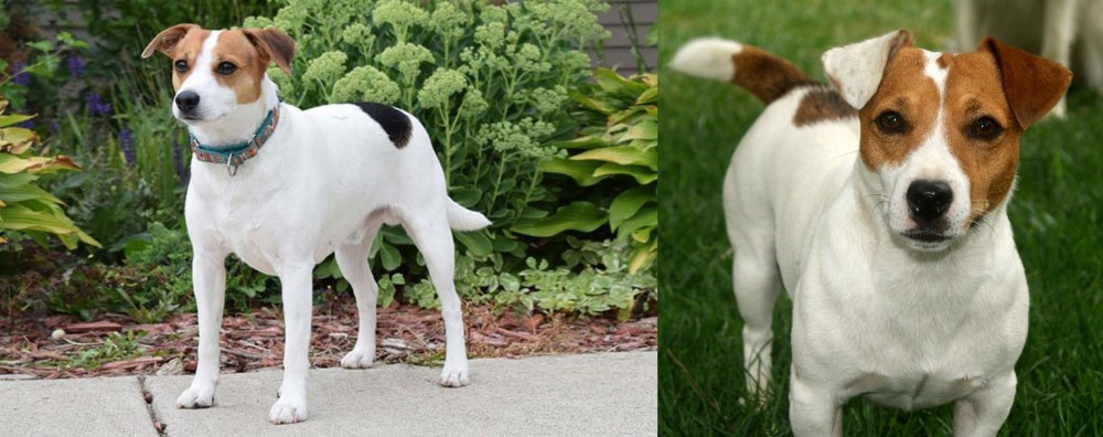 Irish Jack Russell vs Danish Swedish Farmdog - Breed Comparison