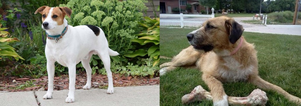 Irish Mastiff Hound vs Danish Swedish Farmdog - Breed Comparison