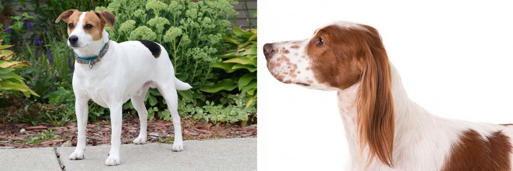 Irish Red and White Setter vs Danish Swedish Farmdog - Breed Comparison