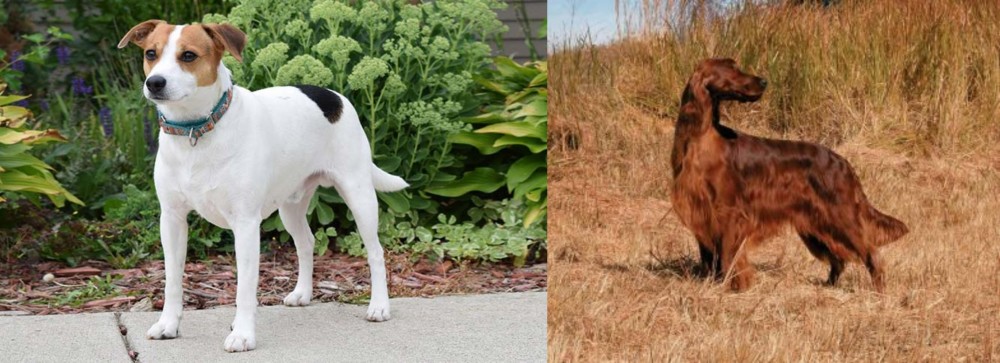 Irish Setter vs Danish Swedish Farmdog - Breed Comparison