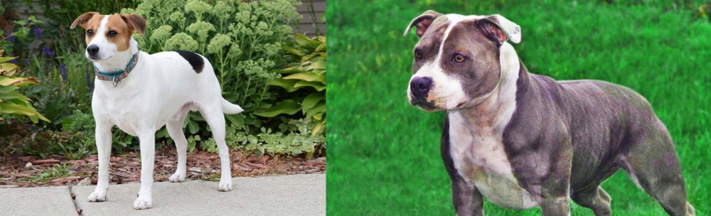 Irish Staffordshire Bull Terrier vs Danish Swedish Farmdog - Breed Comparison
