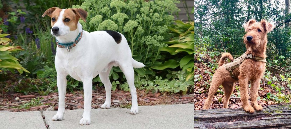 Irish Terrier vs Danish Swedish Farmdog - Breed Comparison