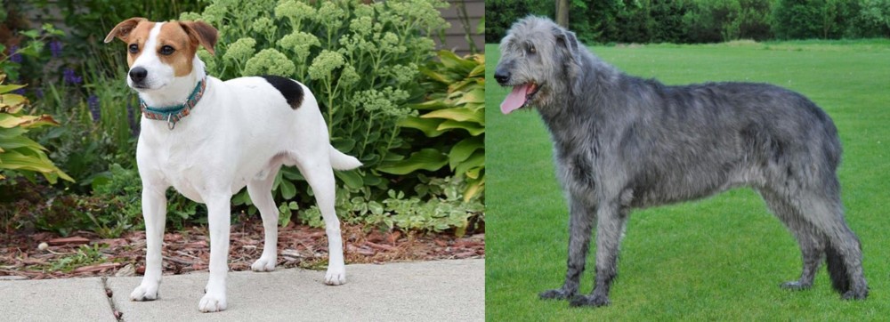 Irish Wolfhound vs Danish Swedish Farmdog - Breed Comparison