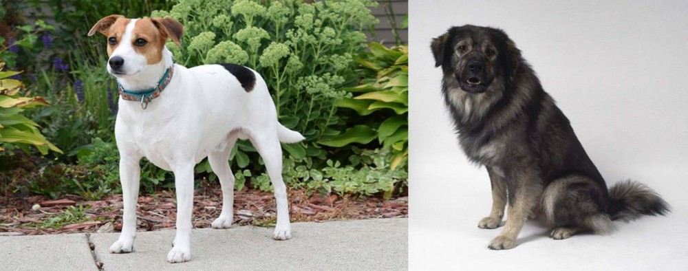 Istrian Sheepdog vs Danish Swedish Farmdog - Breed Comparison