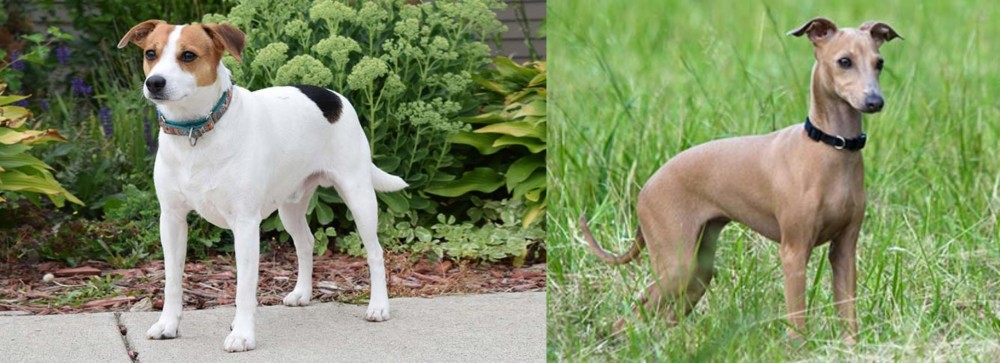 Italian Greyhound vs Danish Swedish Farmdog - Breed Comparison