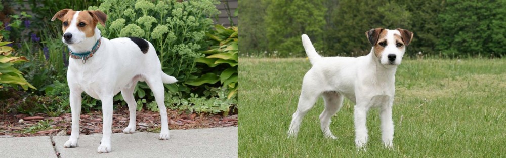Jack Russell Terrier vs Danish Swedish Farmdog - Breed Comparison