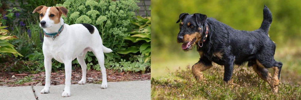 Jagdterrier vs Danish Swedish Farmdog - Breed Comparison