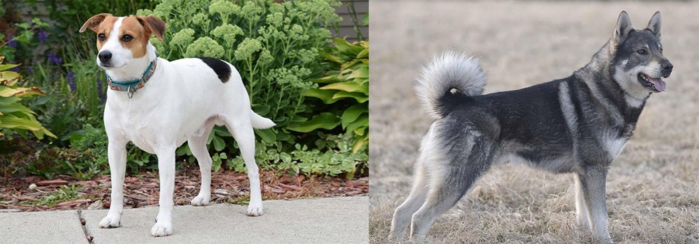 Jamthund vs Danish Swedish Farmdog - Breed Comparison