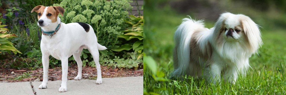 Japanese Chin vs Danish Swedish Farmdog - Breed Comparison
