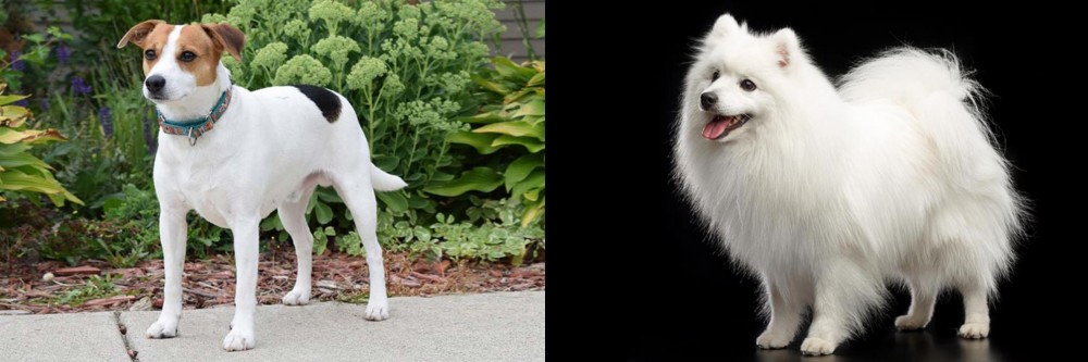 Japanese Spitz vs Danish Swedish Farmdog - Breed Comparison