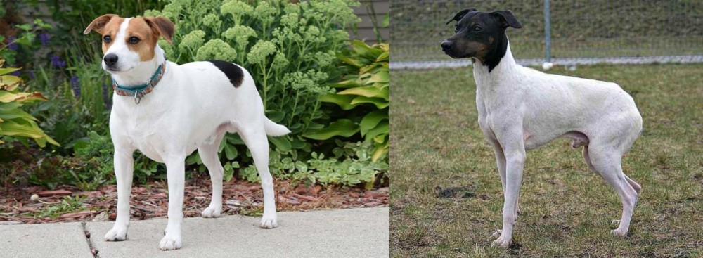 Japanese Terrier vs Danish Swedish Farmdog - Breed Comparison