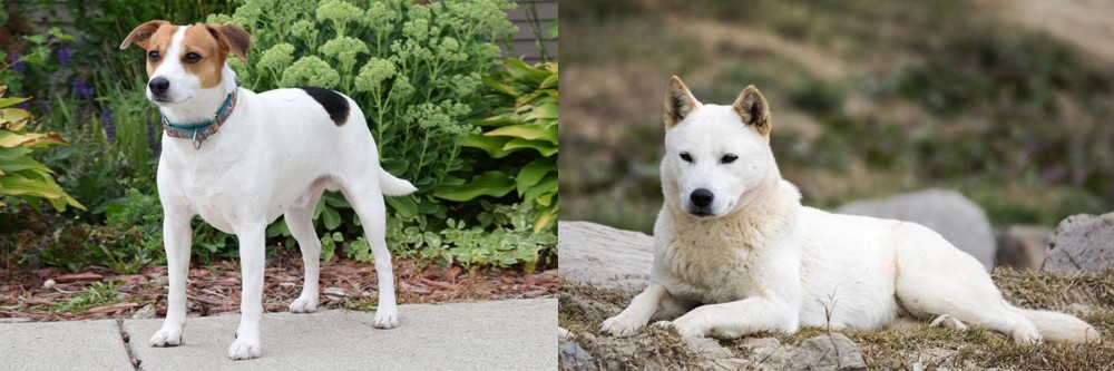 Jindo vs Danish Swedish Farmdog - Breed Comparison
