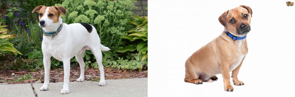 Jug vs Danish Swedish Farmdog - Breed Comparison