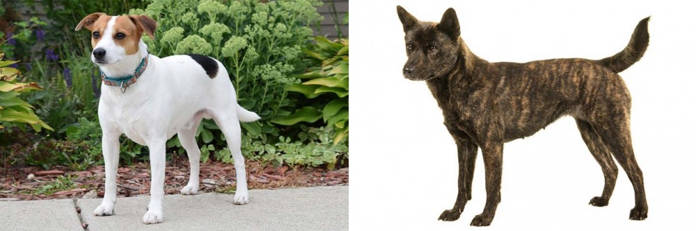 Kai Ken vs Danish Swedish Farmdog - Breed Comparison
