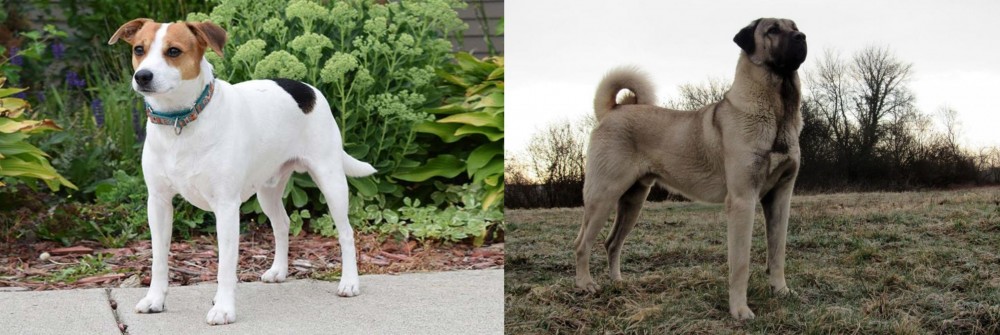 Kangal Dog vs Danish Swedish Farmdog - Breed Comparison