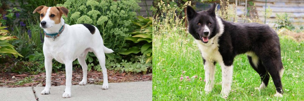Karelian Bear Dog vs Danish Swedish Farmdog - Breed Comparison