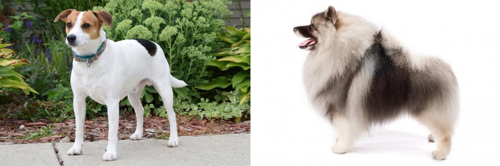 Keeshond vs Danish Swedish Farmdog - Breed Comparison