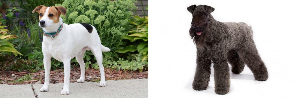 Kerry Blue Terrier vs Danish Swedish Farmdog - Breed Comparison