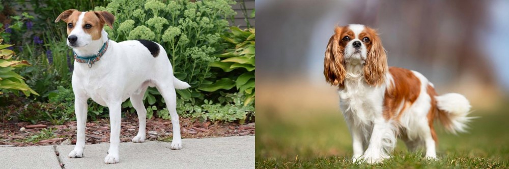 King Charles Spaniel vs Danish Swedish Farmdog - Breed Comparison