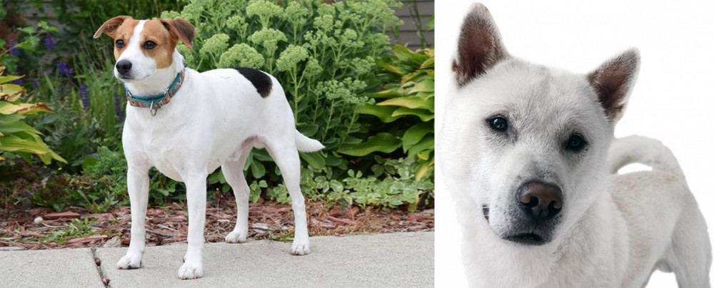 Kishu vs Danish Swedish Farmdog - Breed Comparison